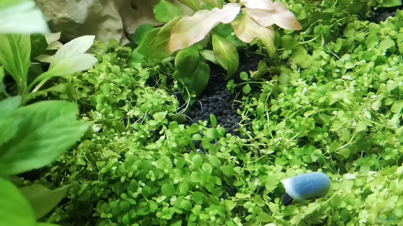 Blaue Posthornschnecke von Sarah_Schneider (39)