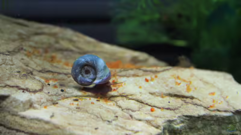 blaue Posthornschnecke von SouthAmerica (25)