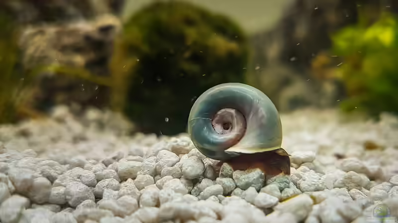 Blaue Posthornschnecke von TommyR (28)