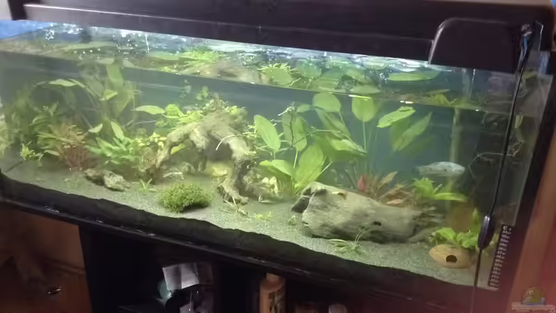 Blaue Rückwand? von Ceylon (25)