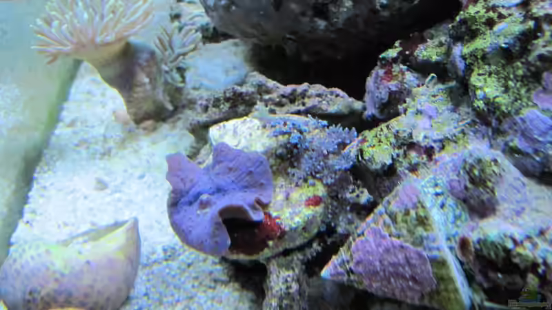 Blaue Scheiben Anemone von Haens84 (43)