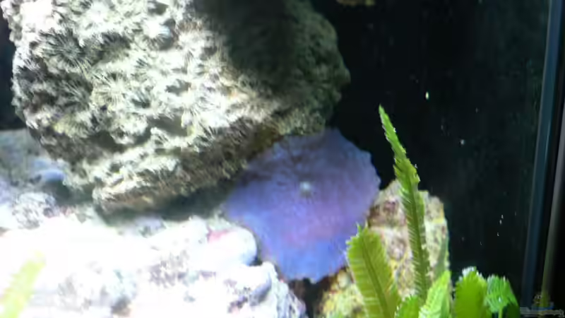 Blaue Scheibenanemone; von Zapfenmanderl (18)