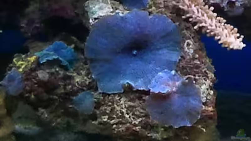 Blaue Scheibenanemone von Andreas Fleischer (11)
