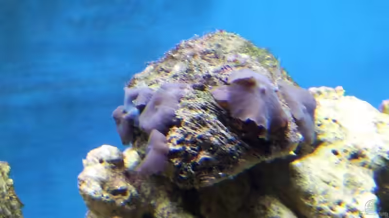 Blaue Scheibenanemone von Christian Höse (10)