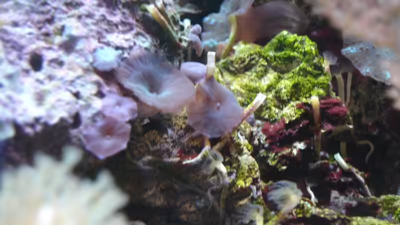 blaue Scheibenanemone von Jane Vogeler (15)