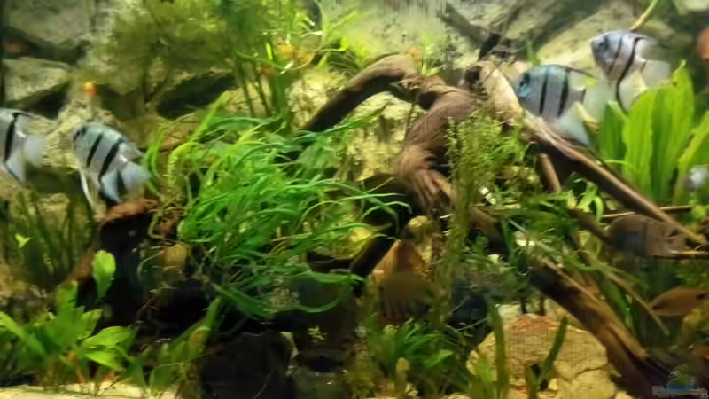 Blaue Skalare von M.G (14)