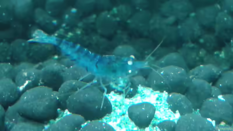 Blaue Tiger 03.03.16 von Kai M (24)