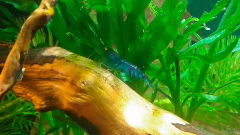 Blaue Tiger jung, 1,5cm von Kai M (20)