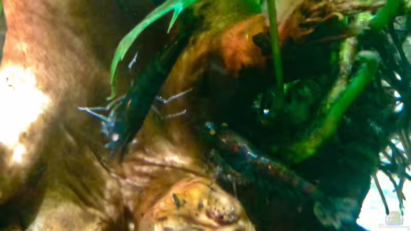 Blaue Tiger jung, 1,5cm von Kai M (21)