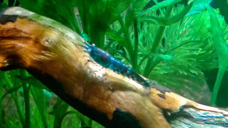 Blaue Tiger jung, 1,5cm von Kai M (22)