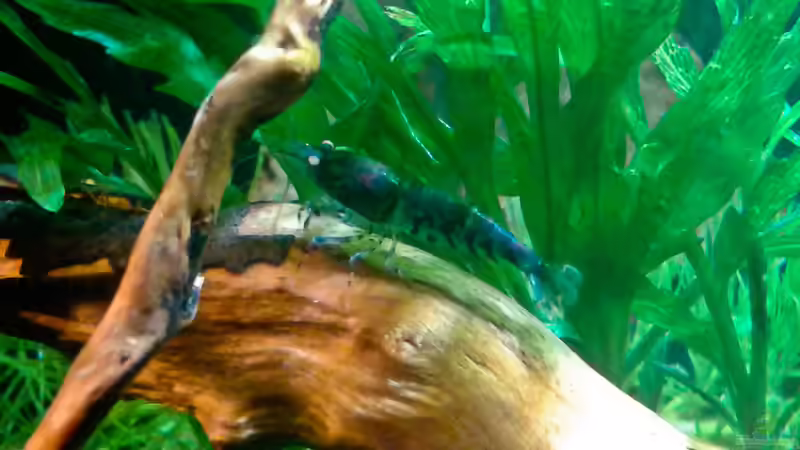 Blaue Tiger jung, 1,5cm von Kai M (23)