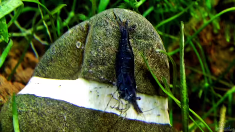 Blaue Tigergarnele _ 16.12.2012 von snooze (80)