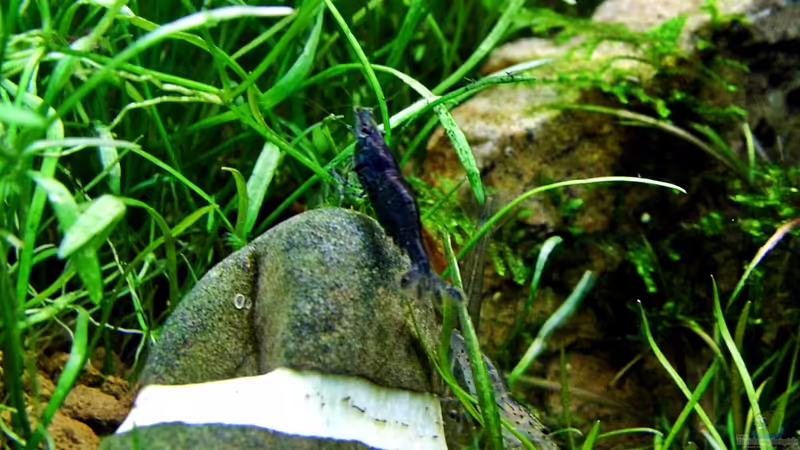Caridina mariae im Aquarium halten (Einrichtungsbeispiele für Tigergarnelen)