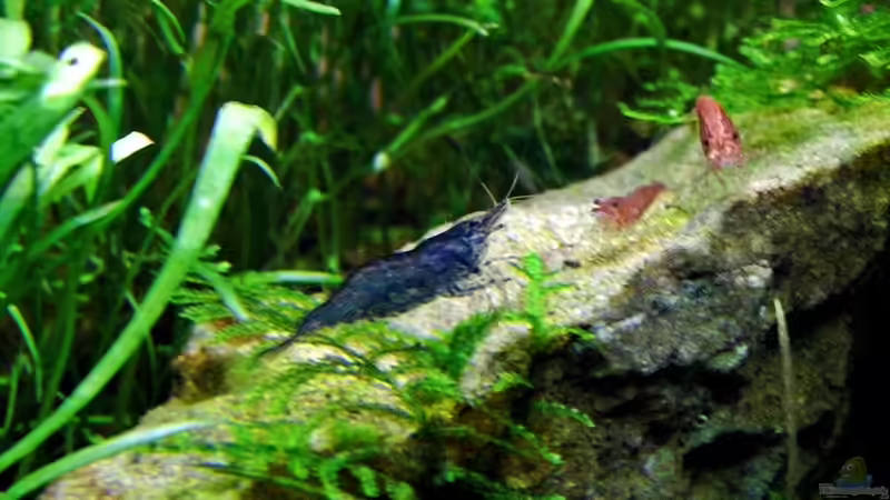 Caridina mariae im Aquarium halten (Einrichtungsbeispiele für Tigergarnelen)
