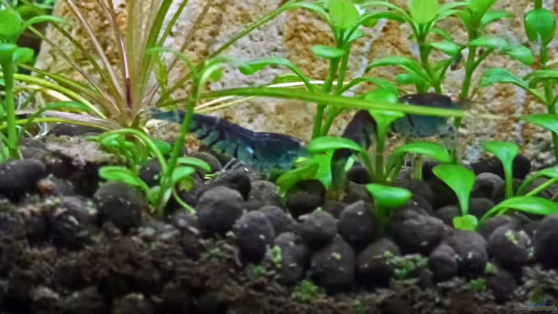 Caridina mariae im Aquarium halten (Einrichtungsbeispiele für Tigergarnelen)