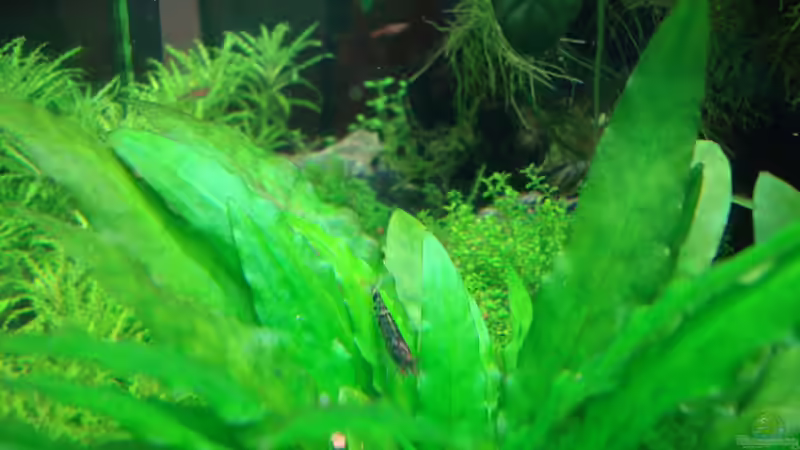 Blaue Tigergarnele von Christoph Luz (40)