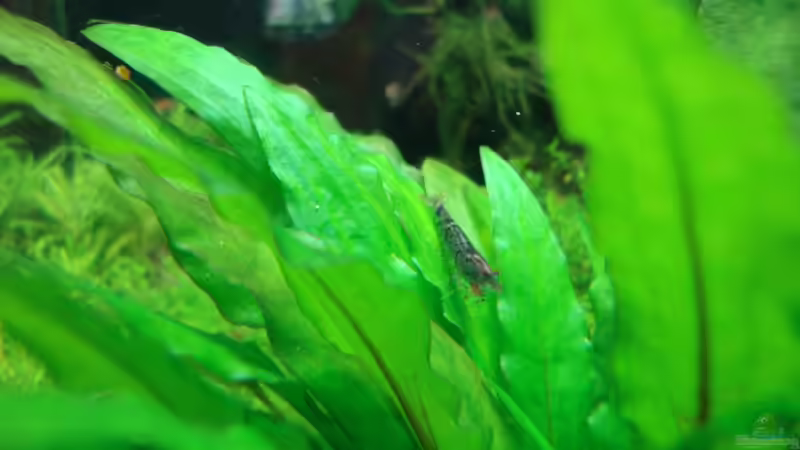 blaue Tigergarnele von Christoph Luz (42)