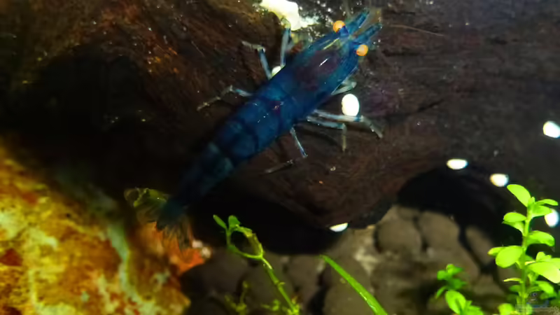 blaue Tigergarnele von mike1963 (29)