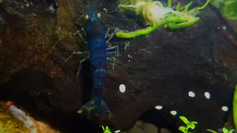 blaue Tigergarnele von mike1963 (30)