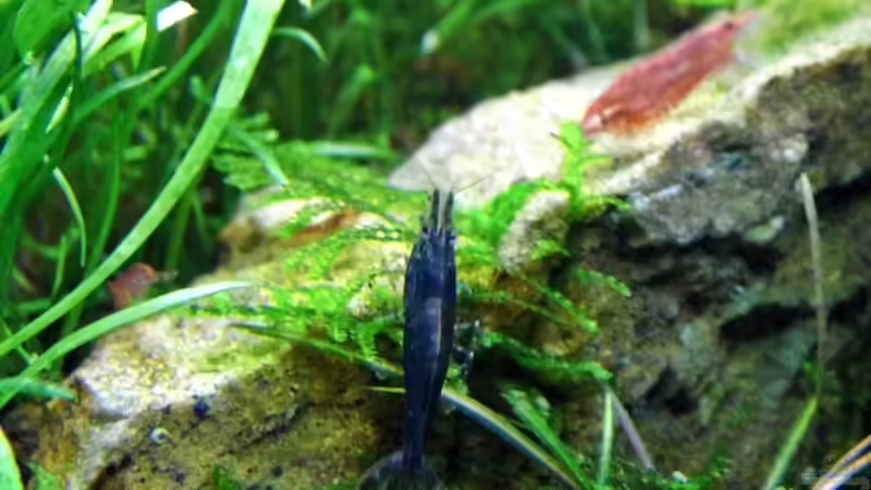 Blaue Tigergarnele von snooze (81)