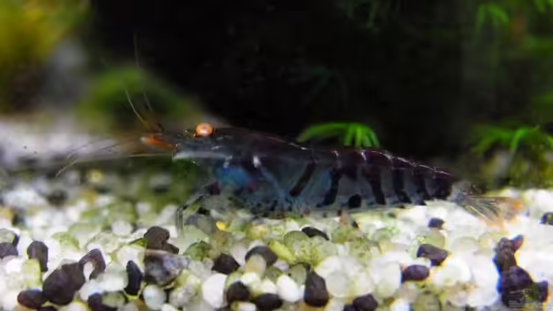 Blaue Tigergarnele von YoshiMaus (27)