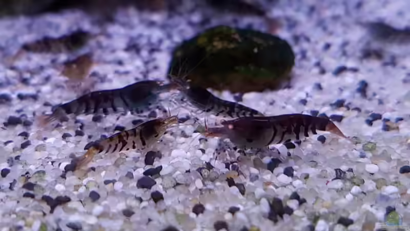 Blaue Tigergarnelen von YoshiMaus (18)