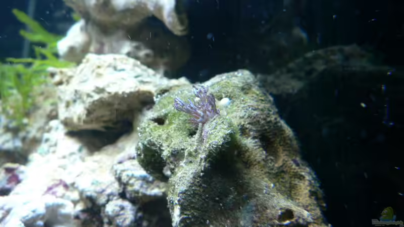 blaue Xenia  von Zapfenmanderl (13)