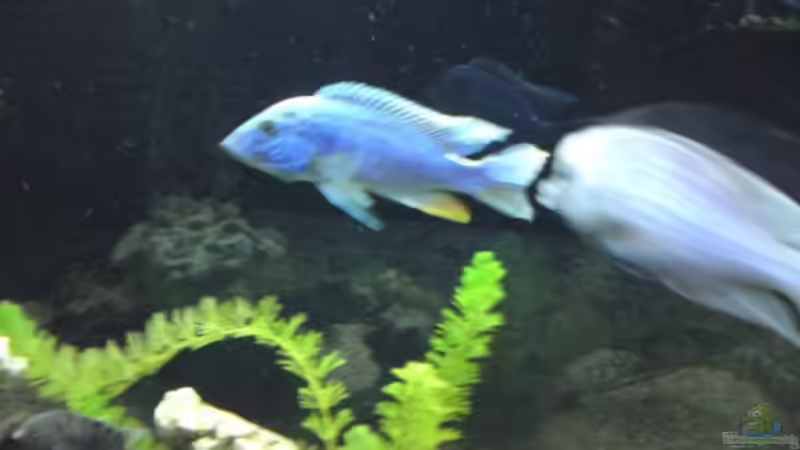 blauer ali von Dominik Bögershausen (4)