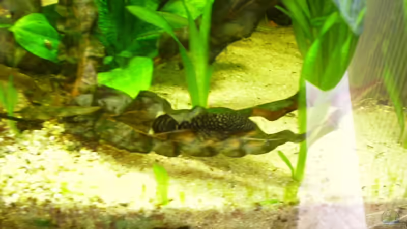 Blauer Anntenwels von Adamov (32)