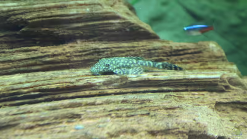 Blauer Antenenwels von spektukal (29)