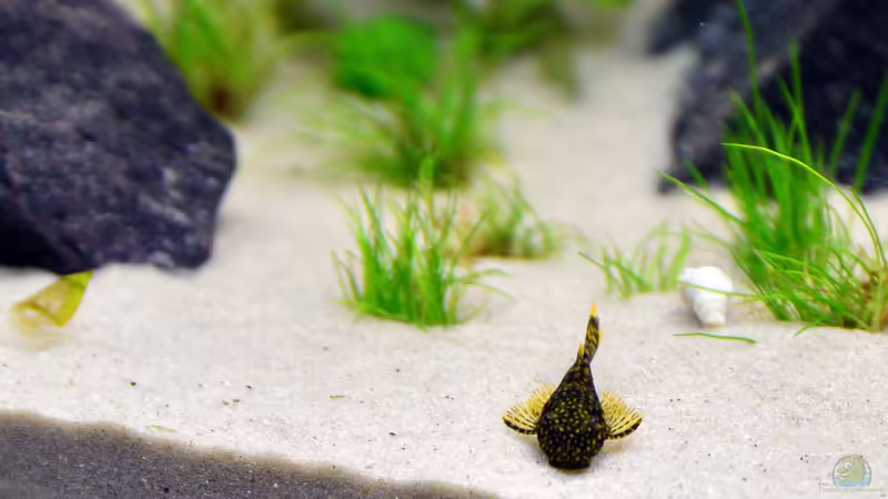 Blauer Antennenwels, Ancistrus dolichopterus von bigbeef (33)