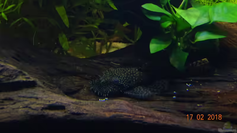 Blauer Antennenwels (Ancistrus dolichoptrerus) von Aqua-Josh (24)