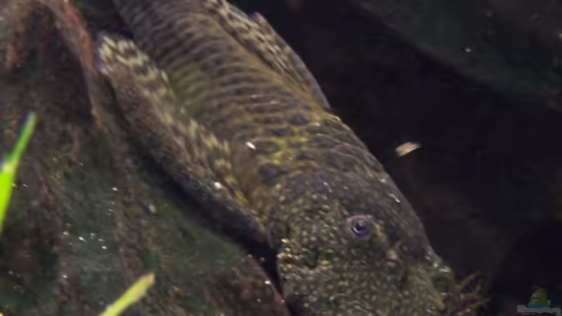 Blauer Antennenwels Mann von Stefan Arenth (17)