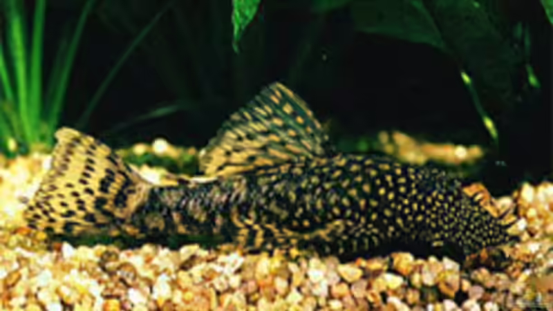 Blauer Antennenwels von Andreas Kurz (7)