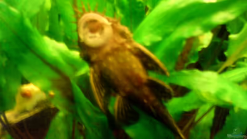 Blauer Antennenwels von Andreas Laubinger (12)