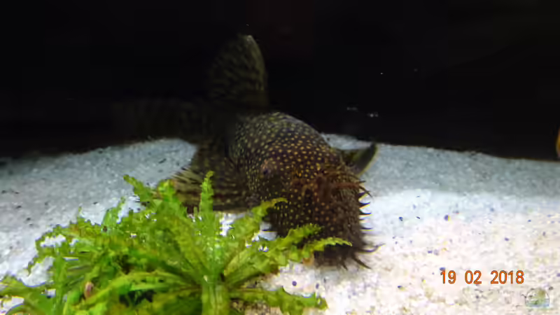 Blauer Antennenwels von Aqua-Josh (26)