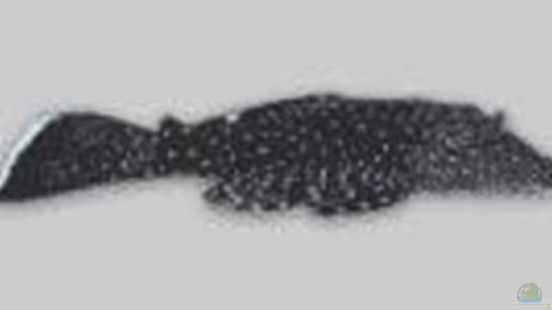 Blauer Antennenwels von Björn Krüger (12)