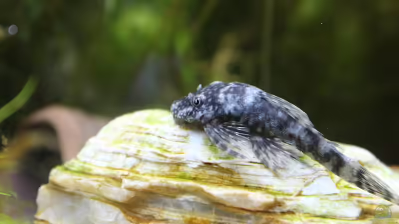 Blauer Antennenwels von Campi (14)