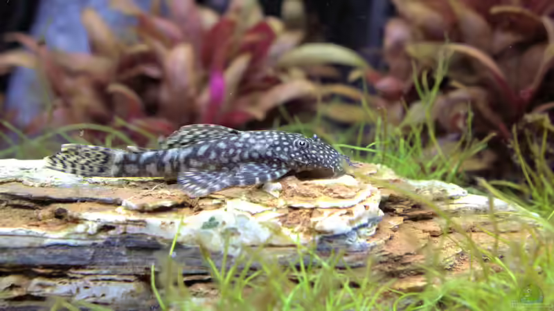 Blauer Antennenwels von Campi (15)