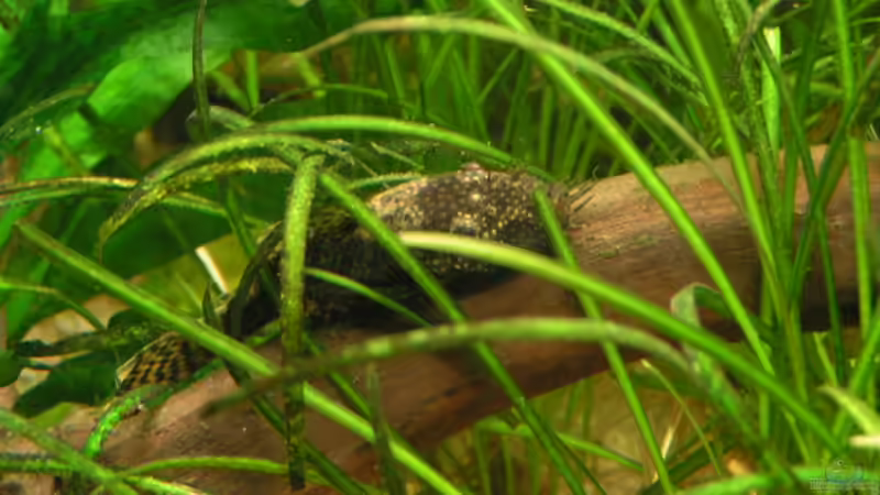 Blauer Antennenwels von Heiko Schneider (23)