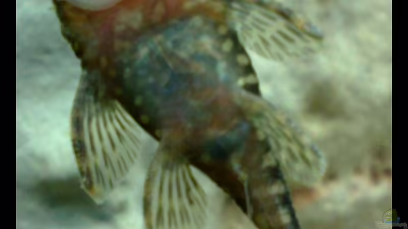 Blauer Antennenwels von Knypser (7)