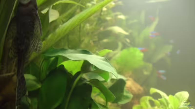 Blauer Antennenwels von Mario H. (20)