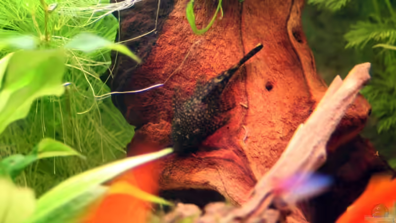 Blauer Antennenwels von Photi (13)