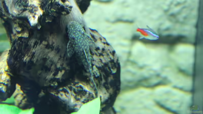 Blauer Antennenwels von spektukal (24)