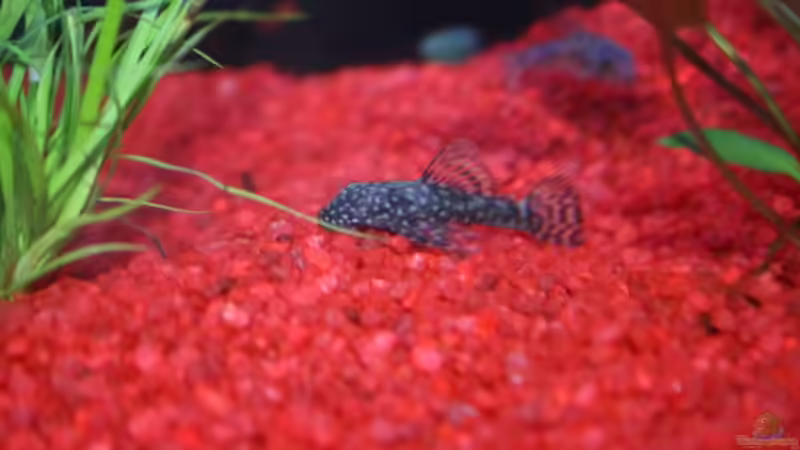 Blauer Antennenwels von Stefanie Mohr (17)