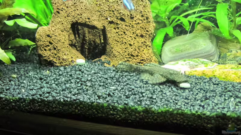 Blauer Antennenwels von Streaknet (5)