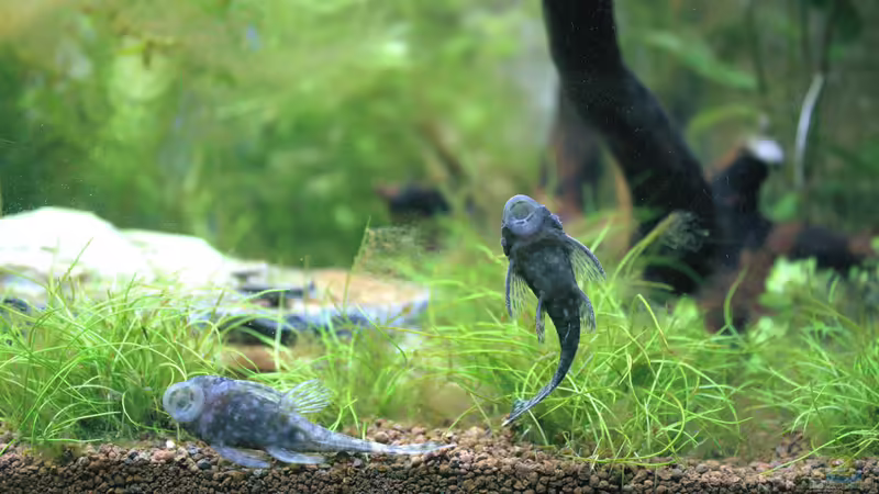 Blauer Antennenwels W & W von Campi (21)