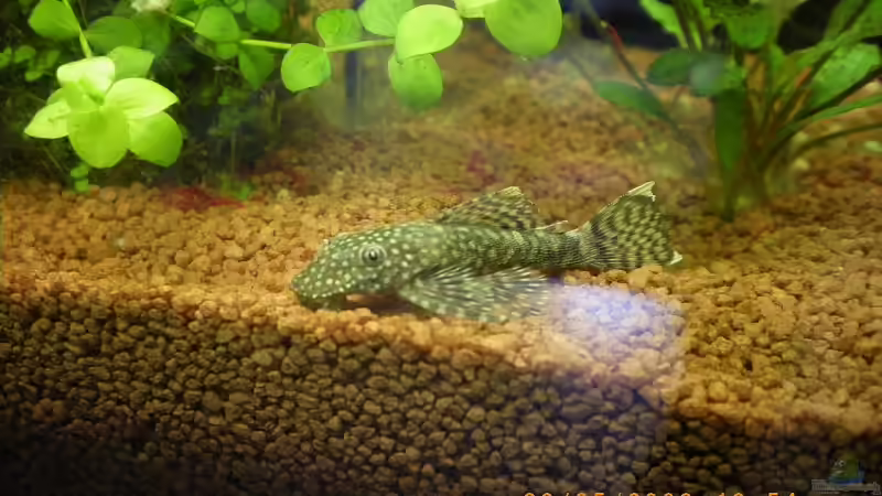 Blauer Antennenwels (W) von Manuel Well (12)