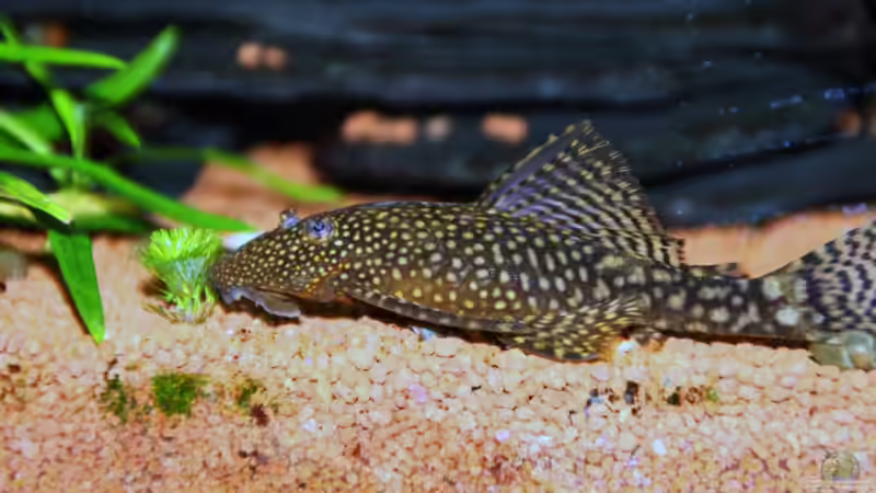 Blauer Antennenwels (Weibchen) von wysel (3)