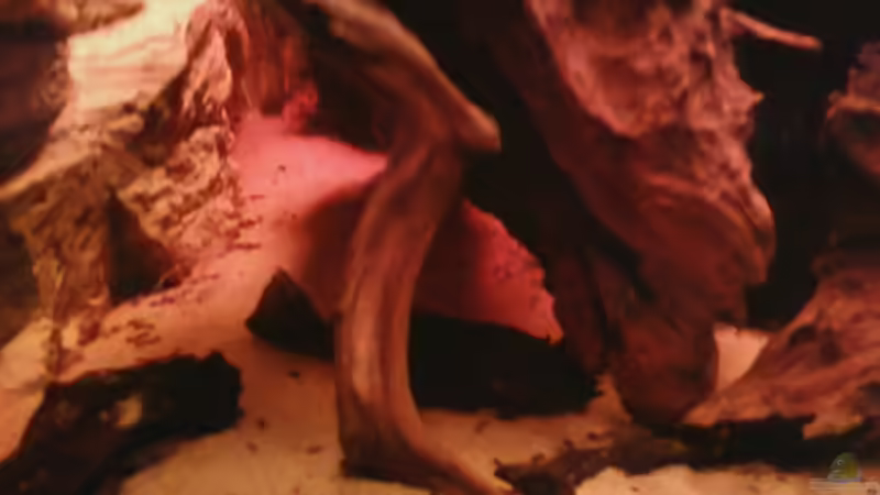 Blauer Antennenwels(Ancistrus sp.) Männchen von holzmichel (18)